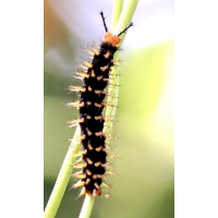 Hypolimnas bolina Tropical Asia 10 larvae